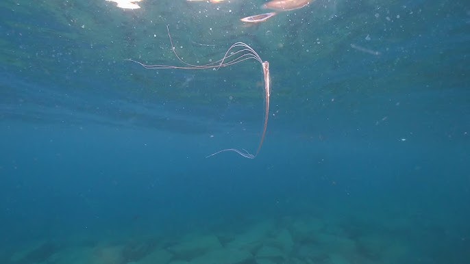 幻の深海魚 リュウグウノツカイの公開計測 Deep Sea Fish Ryugunotsukai Youtube 幻の深海魚 リュウグウノツカイの公開計測 Deep Sea Fish Ryugunotsukai Youtube