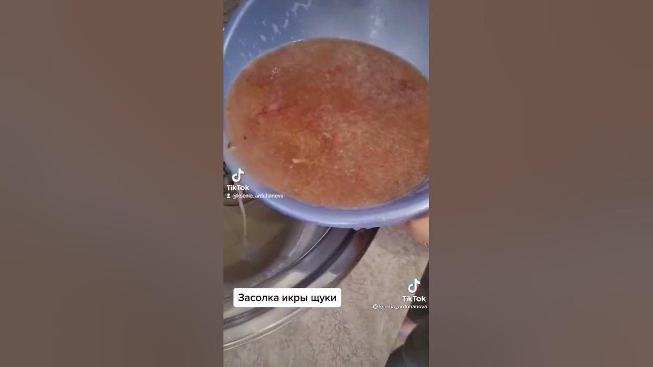 Как снять пленку с щучьей икры Как долго сохранить щучью икру (Будни охотника и рыбака) YouTube