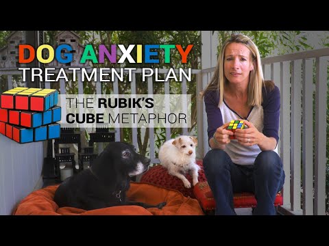 Dog Anxiety Treatment Plan, the Rubik’s Cube Metaphor thumbnail