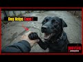 How This Dog Helped Police Catch His Owner’s Murderer