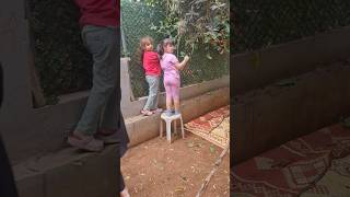 bahçede bir sürü civciv bulduk #shorts #funny #keşfet #aboneol #keşfetbeniöneçıkar