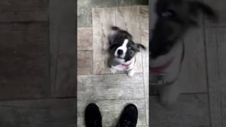 Della Boomerang Pitbull