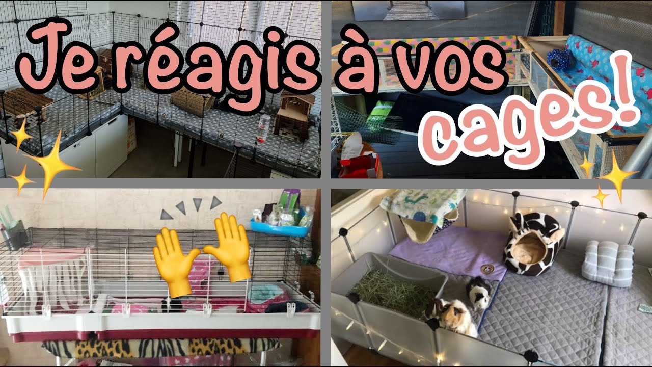 Je commente les habitats de vos cochons d'Inde!