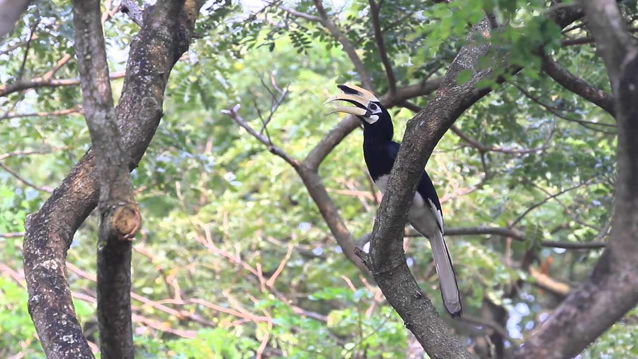 ♪鳥くん野鳥動画（Singapore）ｷﾀｶｻｻｷﾞｻｲﾁｮｳPiedHornbill - YouTube