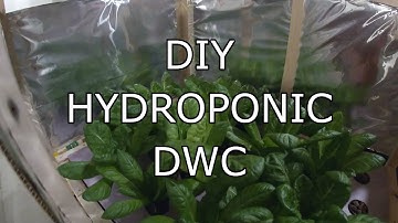 DWC Hydroponic Romaine Lettuce DIY Setup