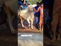 বিক্রয় হইবে 👉9382822761 || Punjab Goru Joynagar #goru #2026shorts #cow