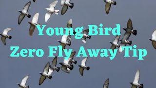 Young Bird Zero Fly Away Tip - Proven & Tested - 99.9% Effective ?