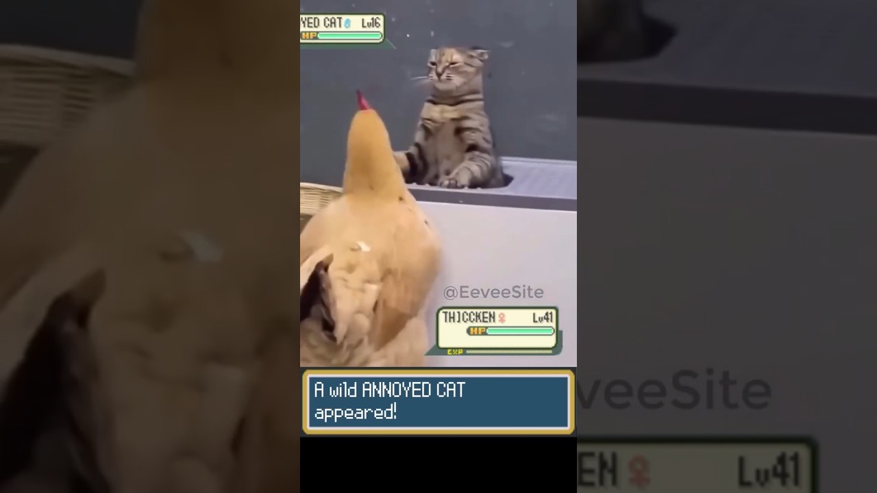 POV: Pokemon battle in real life 