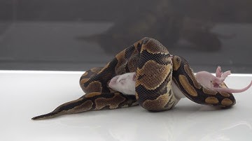 Ball Python Smashes Rat - Warning Live Feeding