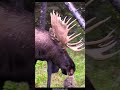 Bull Moose Vocalizations During The Rut 