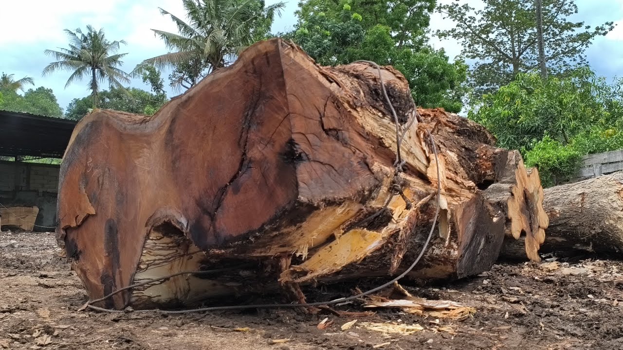 Monster trembesi wood splitting process I sawing wood - YouTube