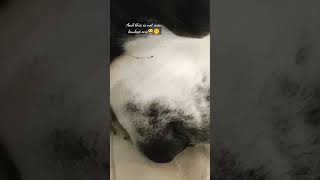 The snoring St. Bernard 😂 #snoringdog #happydog #ytshorts #sleepydog #stbernard #dogvideo #sleepydog