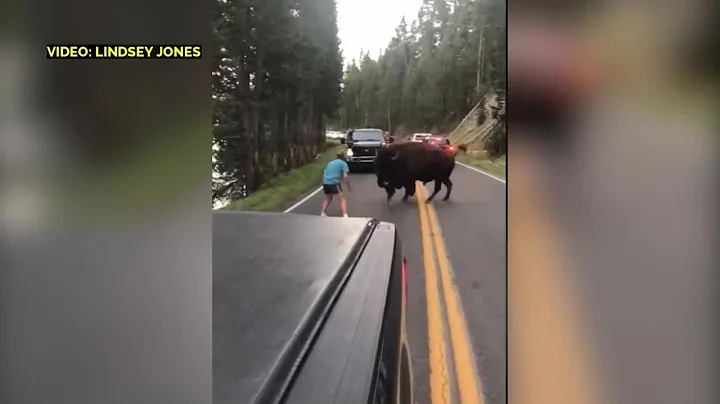 Dumb tourist taunts bison in Yellowstone National ...