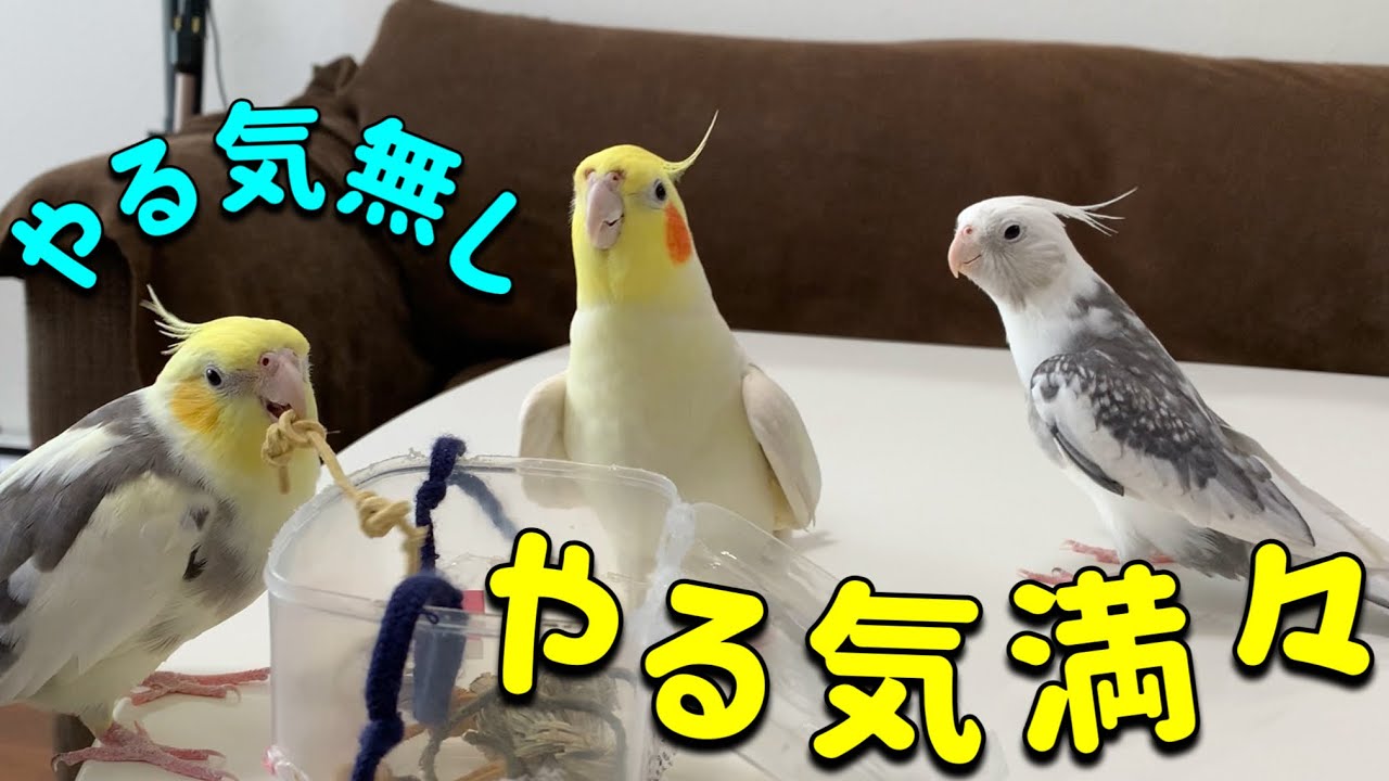 オカメ行進よりもっと遊びたいぶっちゃんvol.440