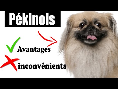 Vidéo: Comment Nommer Un Pékinois