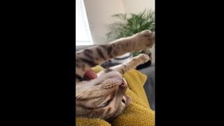 Cat Looks So Chill After Her Nap