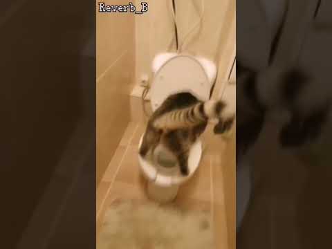 А у вас кот(ы)/кошка(и) ходят в унитаз? #edit #мем #мориарти #кот #туалет #memes