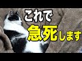 猫が急死する7つの原因