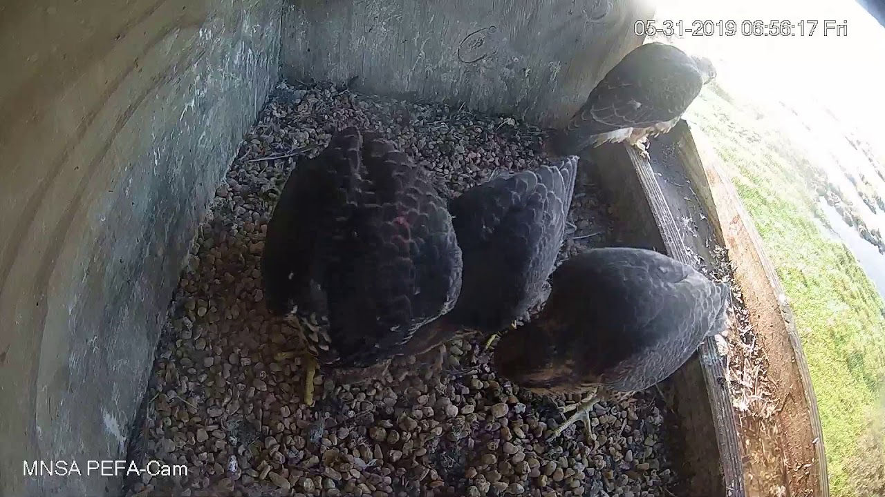 MNSA Peregrine-Cam: 5/31/2019