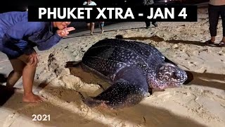 New Year turtle visits Phuket beach! No Phuket lockdown! Chinese vaccine coming? || Thailand News