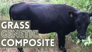 Keeling Farm South Poll Cross | Grass Genetic Composite Cattle