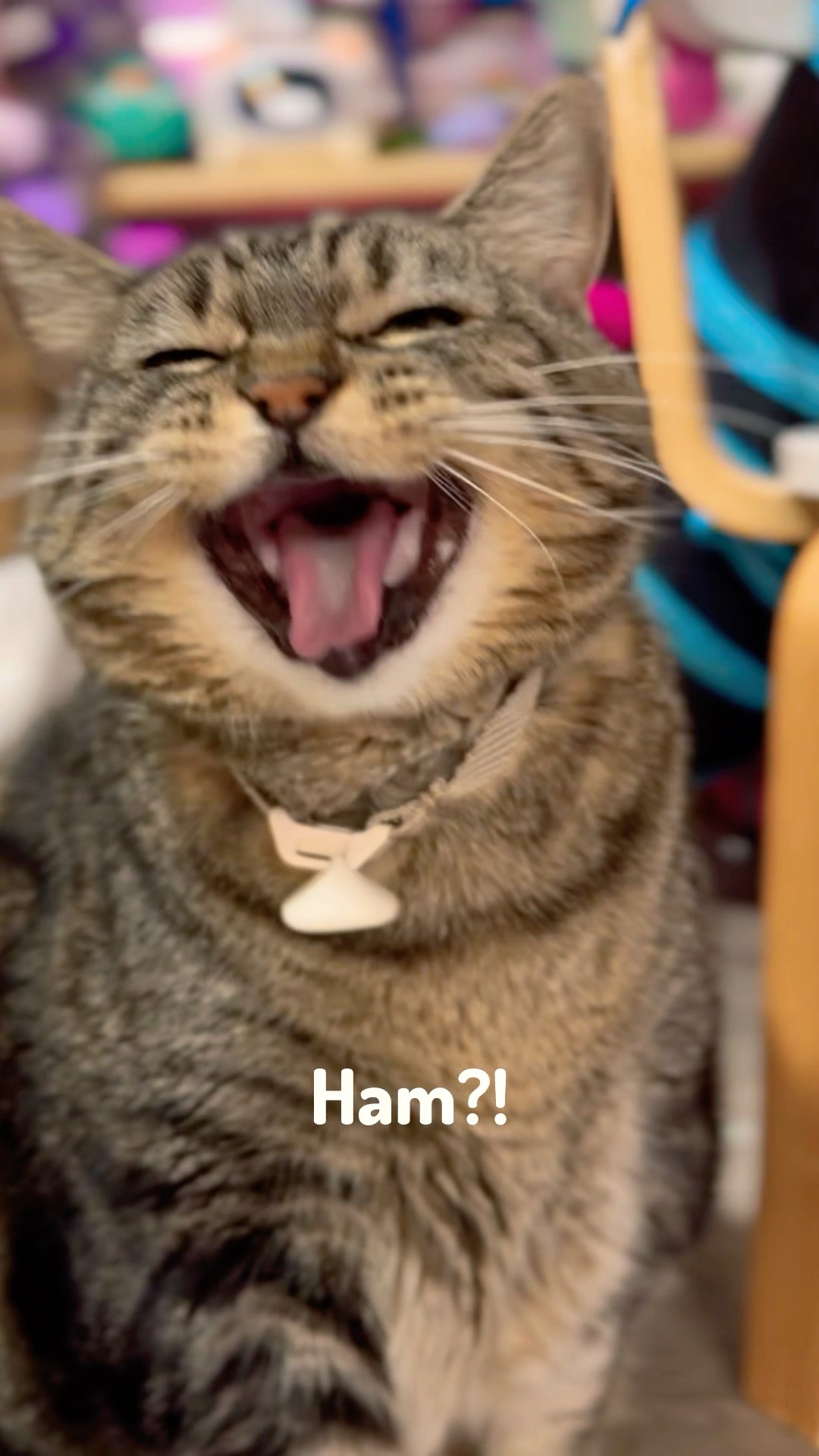 Penny has made up her mind! #talkingcat #ham