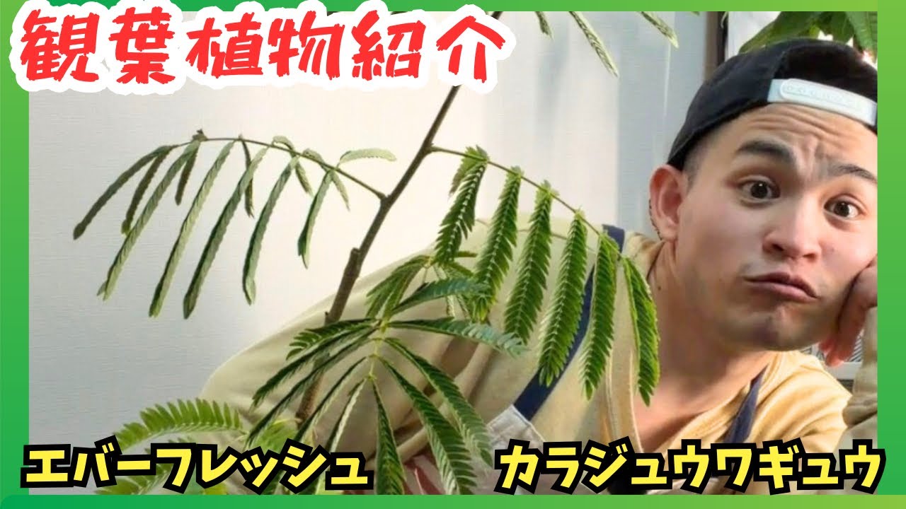 【観葉植物紹介】エバーフレッシュとカラジュウワギュウをお迎えしました🌱