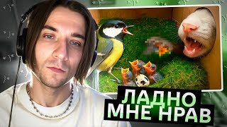 видео: ВЕНЯ ВЕКК СМОТРИТ  СЛИВКИ ШОУ: ГНЕЗДО С ПТЕНЦАМИ БЫЛО АТАКОВАНО ХИЩНИКОМ / РЕАКЦИЯ VENYA VEKK картинка: ВЕНЯ ВЕКК СМОТРИТ  СЛИВКИ ШОУ: ГНЕЗДО С ПТЕНЦАМИ БЫЛО АТАКОВАНО ХИЩНИКОМ / РЕАКЦИЯ VENYA VEKK