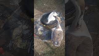 Download Lagu Batak.....batak .......,,,,,,,,111111 MP3