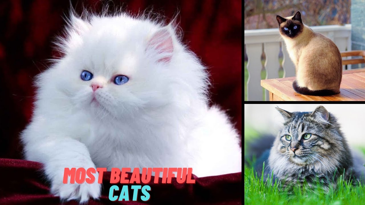 Top 10 Most beautiful cat breeds 2021 Adorable cats YouTube