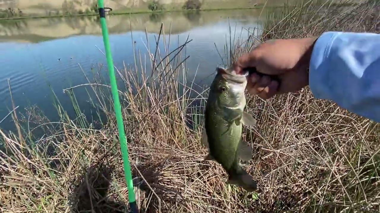 Sight fishing for spawning bass