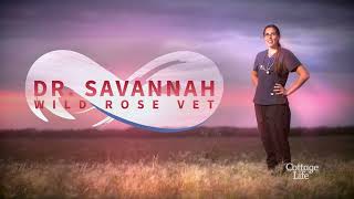An injured Beagle | Dr Savannah: Wild Rose Vet