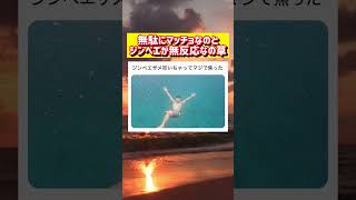 間違えて海でジンベエザメ叩いちゃって焦る人wwww #面白い #おもしろ #tiktok #Twitter #2ch #5ch