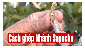 Đến Mùa ghép Cây Ăn Trái , Chia Sẽ ghép Nhánh Cây Sapoche || MÂY XANH || Video 117