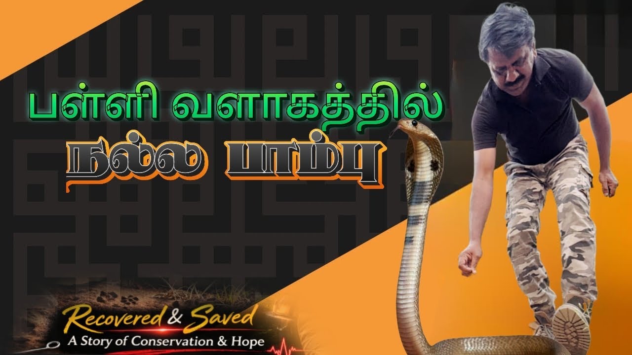 பள்ளி வளாகத்தில் நாகம் || “A COBRA IN THE SCHOOL CAMPUS .”