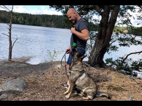 Video: Om Dina Husdjur Har En Schäfer