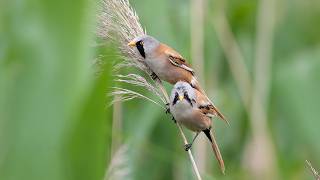 100% Anti-Stress Therapy for Mind, Body & Soul 🌧️🕊️ Rain and Birdsong for Deep Healing Calm