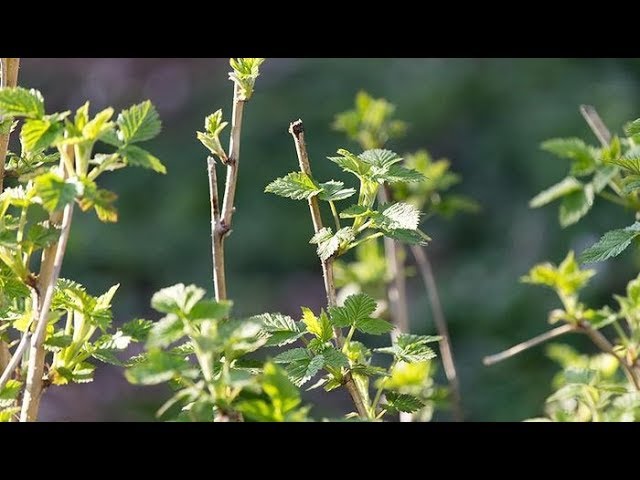 Что делать с ремонтантной малиной весной?!