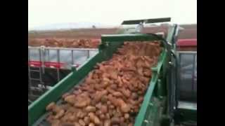 Harvesting Famous Idaho Potatoes!