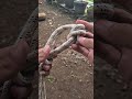 Tips and Trick Knot❗️#knot #knots #ropework #howtoknot #shorts