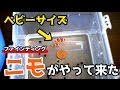 【アクアリウム】ニモ(カクレクマノミ)がやってきた!ベビーサイズ