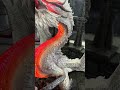 【魔物獵人】DragonFrontierStudio-怪物獵人祖龍(大尺寸加燈版本)