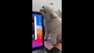 My cat said this laptop has to go... #AftershockPC #Cats #CatFail #CustomPC