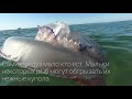 Кишечнополостные Черного моря: корнерот, аурелия и гребневик Берое