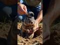 Pocket Gopher Underground POV 🐾 | Real Burrow Life Revealed#PocketGopher #UndergroundLife