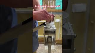 Pygmy Mulga Snake Venom Extraction.