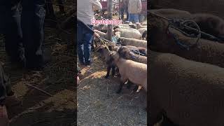 plaza ganadera y sus borregos #borregos #cieneguilla