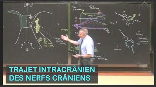 Anatomie du trajet intracrânien des nerfs crâniens (Neuroanatomie 15)