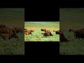 Wild Animals PART 3 | 4K HDR 60FPS Dolby Vision Mind Relaxing Shorts #Shorts #mindrelaxing