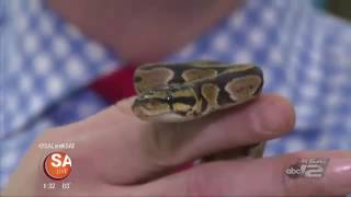 Petco on "SA Live", June 2nd 2016